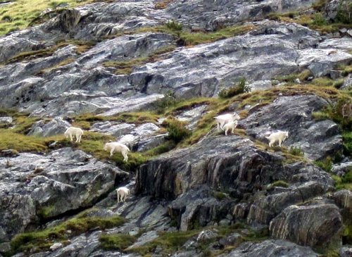 goats.jpg goats.jpg