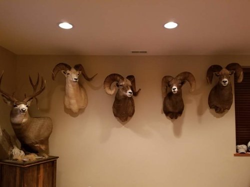 Sheep Wall.jpg Sheep Wall.jpg