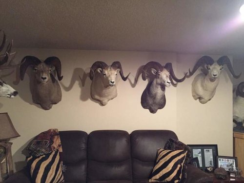 Dads Sheep.jpg Dads Sheep.jpg