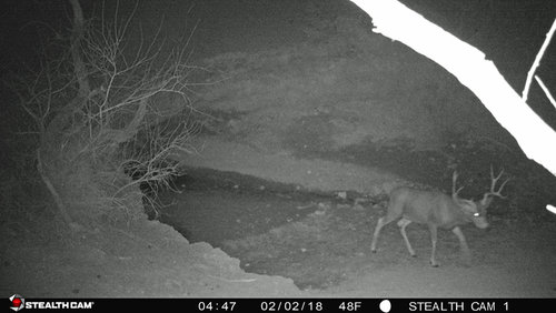 20180202 4x4 Buck8-1.jpg