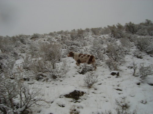 3-070-Hunters-31.JPG 3-070-Hunters-31.JPG