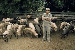 pig farmer.jpg