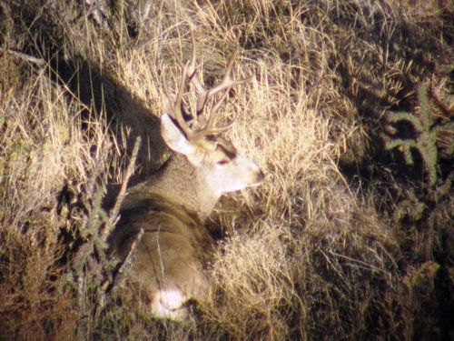 Scouting Buck 2.jpg Scouting Buck 2.jpg