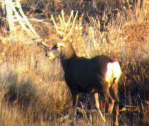 Scouting Buck.jpg Scouting Buck.jpg