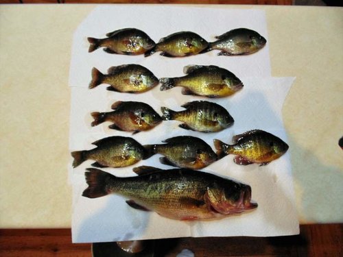 Catch from Green Lake.jpg Catch from Green Lake.jpg
