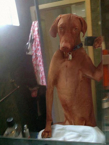 dog-selfie.jpg