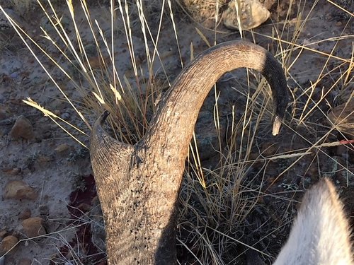 Shelly Pronghorn 2.jpg Shelly Pronghorn 2.jpg