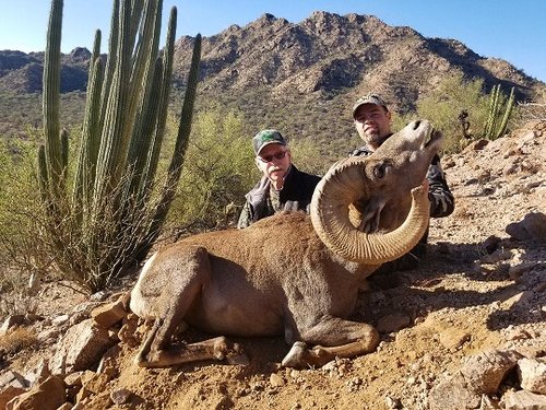 Desert Ram.jpg Desert Ram.jpg