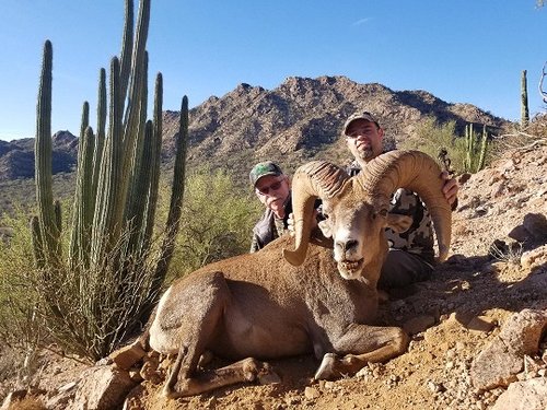 Desert Ram 1.jpg Desert Ram 1.jpg