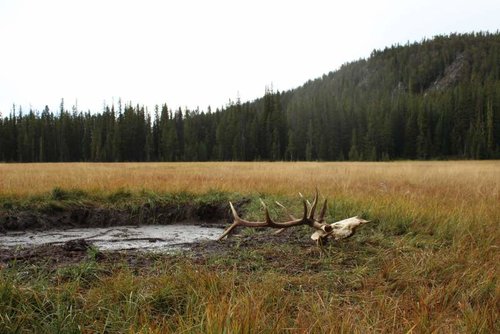 Dead head elk.jpg