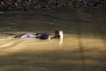 Otter.jpg