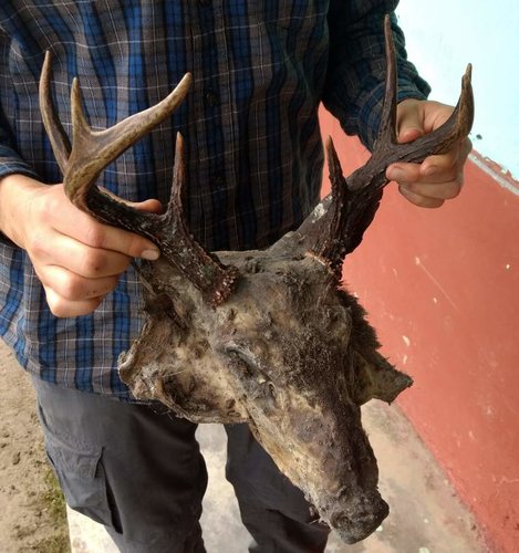 perudeer2.jpg perudeer2.jpg