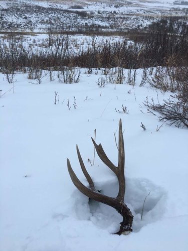 antler 2.jpg