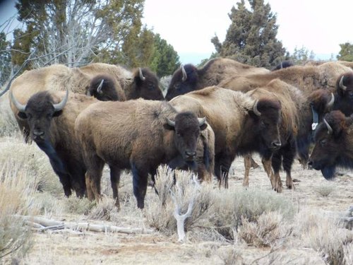 buffs3.jpg buffs3.jpg