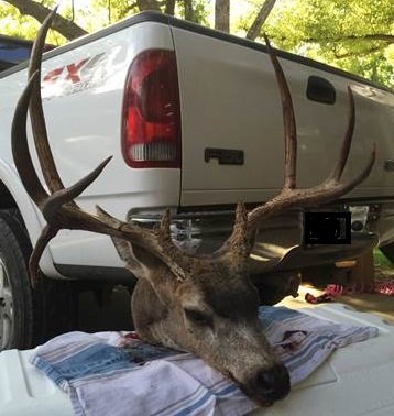 BTDeer_HT.jpg BTDeer_HT.jpg