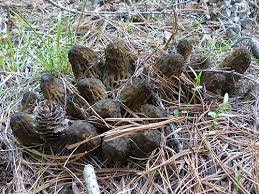 morels.jpg