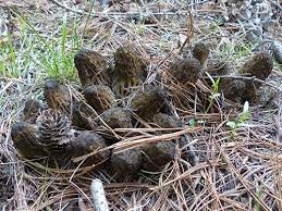 morels.jpg morels.jpg
