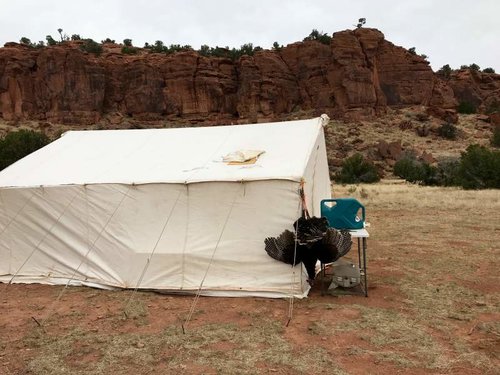 purg2018 walltent bird.jpg purg2018 walltent bird.jpg