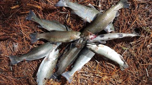 2 limits  almanor 1-6-18.jpg