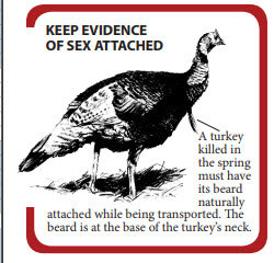 turkey2.jpg