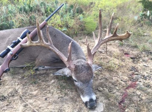 deer.jpg