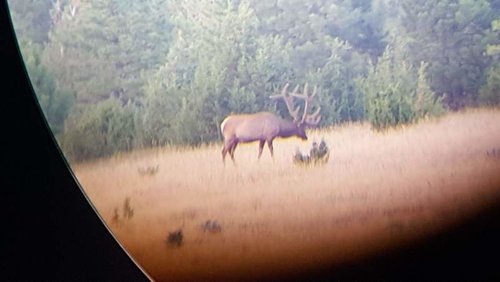 spokane hills bull #1.jpg