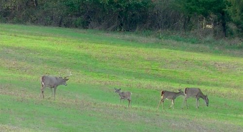 deer-herd.jpg deer-herd.jpg