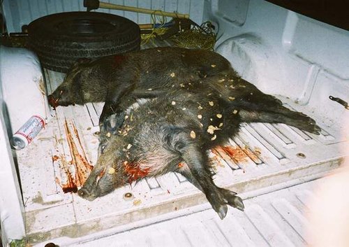 704Pigs_in_truck-1.jpg 704Pigs_in_truck-1.jpg