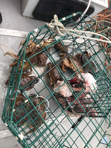 crabpot.jpg crabpot.jpg