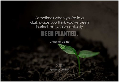 planted.jpg