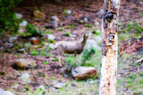 Deer Out of Focus.jpg Deer Out of Focus.jpg