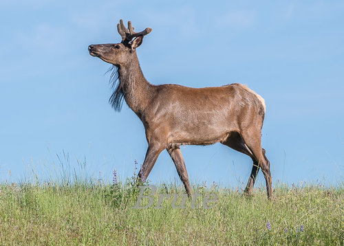 Elk Beard a-9449.jpg