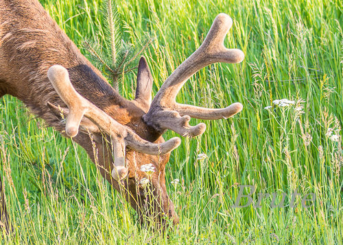 Rocky Mt. Elk   a-9628.jpg