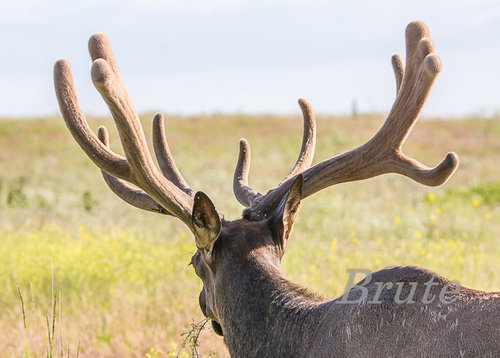Rocky Mt. Elk   a-9651-2.jpg