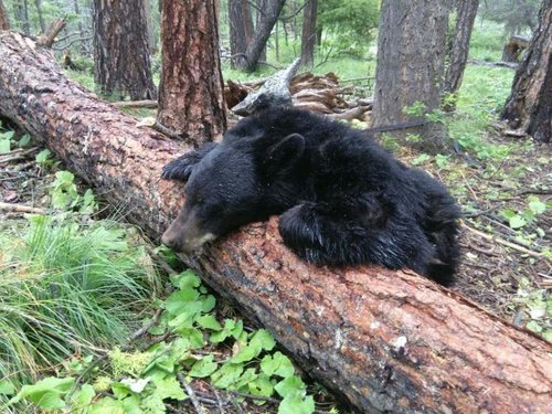 Bear 7.jpg Bear 7.jpg