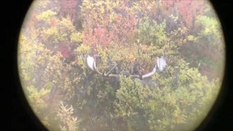 Moose 1.png Moose 1.png