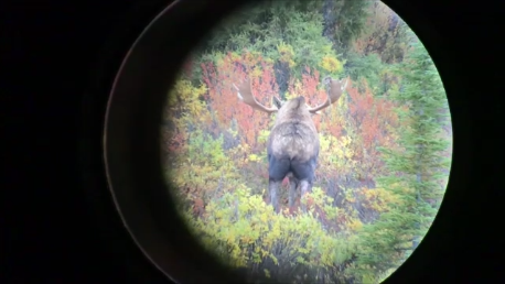 Moose.png Moose.png