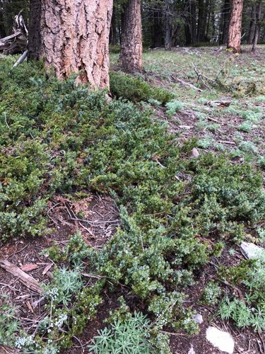 low-juniper.jpg