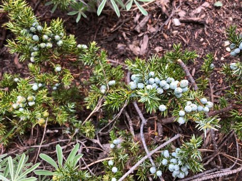 juniper-berries.jpg
