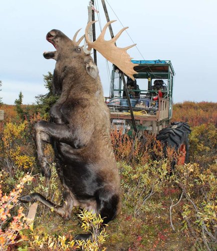 Moose hoist.jpg Moose hoist.jpg
