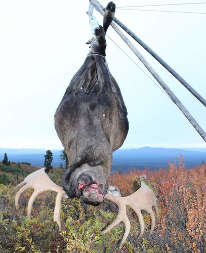 Hoisted Moose.jpg Hoisted Moose.jpg