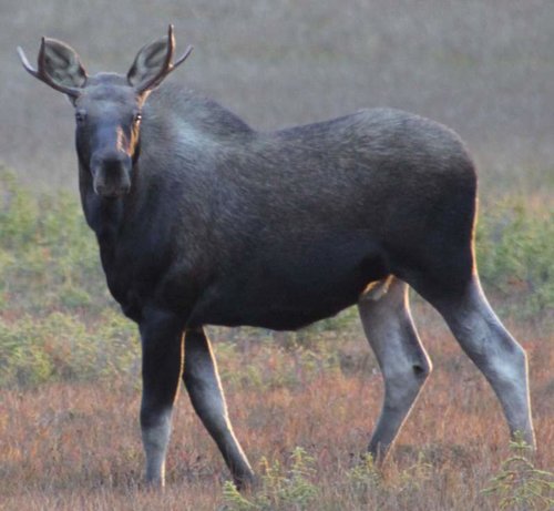 Fork moose.jpg Fork moose.jpg