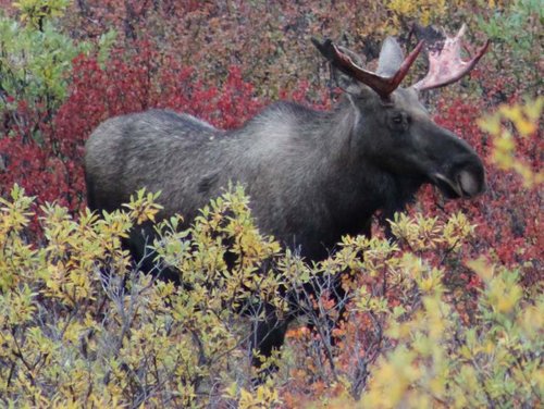 Young Bull Moose.jpg Young Bull Moose.jpg
