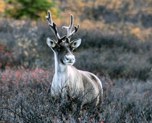 Young Caribou.jpg Young Caribou.jpg