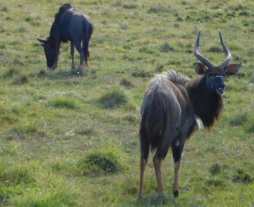 Nyala.jpg