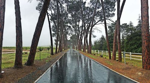 Vineyard Driveway.jpg