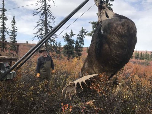 Hoisted moose.jpg Hoisted moose.jpg