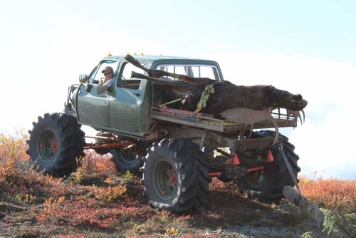 Moose hauling buggy.jpg Moose hauling buggy.jpg