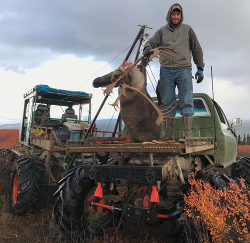 Moose buggies & caribou.jpg