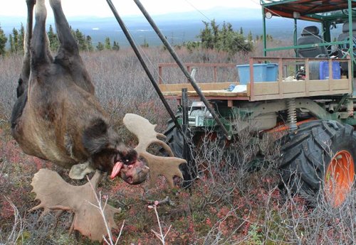 hoisted moose 2016.jpg